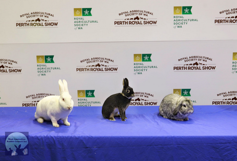 Breed Shows