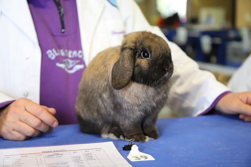 Miniature Lop Rabbit